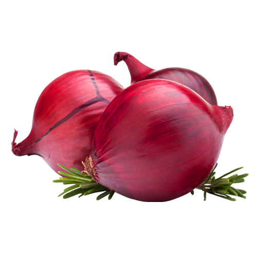Fresh Onion Suppliers in Dubai, Fresh Onion Suppliers in Abu Dhabi, Fresh Onion Suppliers in Sarjah, Fresh Onion Suppliers in Al Ain, Fresh Onion Size 55MM Available